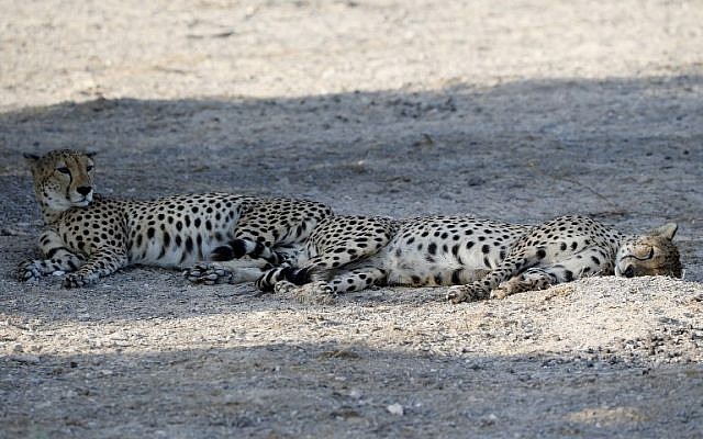 Cheetahs rest in the shade on Sir Bani Yas Island, one of the largest natural islands in the United Arab Emirates on November 27, 2014. (photo credit: AFP PHOTO / KARIM SAHIB)