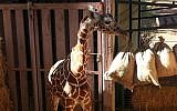 Jengo the giraffe on February 5, 2015. (photo credit: Courtesy)