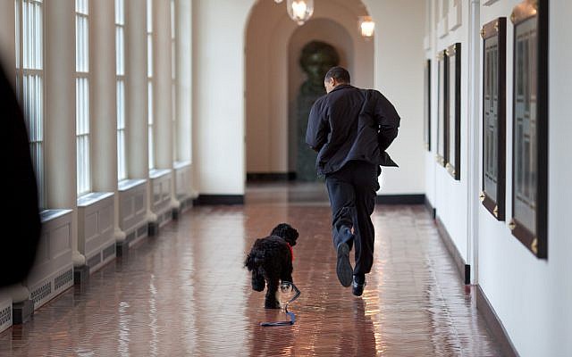 President Barack Obama runs down the East Colonnade with family dog, Bo, on the dog's initial visit to the White House, March 15, 2009. (photo credit: White House/Pete Souza) President Barack Obama runs down the East Colonnade with family dog, Bo, on the dog's initial visit to the White House, March 15, 2009. (photo credit: White House/Pete Souza)