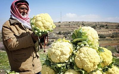 A Palestinian man sells cauliflower in the street near the Palestinian village of Beit Omar, just north of the West Bank town of Hebron on February 27, 2011. (photo credit: Najeh Hashlamoun/FLASH90)