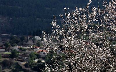 Almond trees in bloom at Sataf, near Jerusalem (photo credit: Yossi Zamir/Flash90)