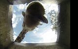Screen capture of Jango the giraffe taking a drink of water at the Ramat Gan Safari. (screen capture:YouTube/Elad Herskowitz)
