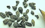Charred grape seeds found in Halutza could yield the lost makings of a fine ancient wine. (Photo credit: Israel Antiquities Authority)