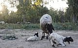 Two baby lambs and their mother (photo credit: Judah Ari Gross/Times of Israel)