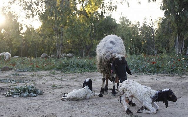 Two baby lambs and their mother (photo credit: Judah Ari Gross/Times of Israel) Two baby lambs and their mother (photo credit: Judah Ari Gross/Times of Israel)