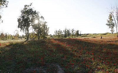 The kalaniyot, or anemones, blossom across southern Israel near the border with Gaza. (photo credit: Judah Ari Gross/Times of Israel)