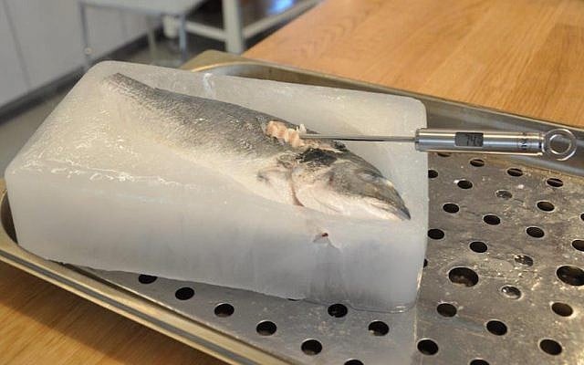 A digital thermometer displays an internal temperature of 74 degrees Celsius in this salmon, which was cooked inside a block of ice in a Goji oven (Photo credit: Courtesy) A digital thermometer displays an internal temperature of 74 degrees Celsius in this salmon, which was cooked inside a block of ice in a Goji oven (Photo credit: Courtesy)