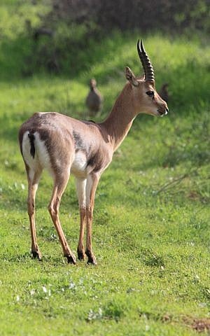 The gazelles will have their own area for roaming free, without access from human visitors (photo credit: Amir Balaban)