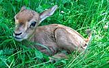 One of the younger gazelles now living in Jerusalem's Gazelle Valley, the city's urban wildlife park. (Amir Balaban)