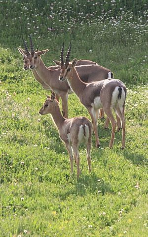 The herd of gazelles grows in Gazelle Valley (photo credit: Amir Balaban)