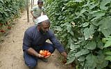 A Palestinian farmer picks tomatoes at his farm in the town of Rafah in the southern Gaza strip, 08 August 2007. (photo credit: Ahmed Khateib /Flash90)