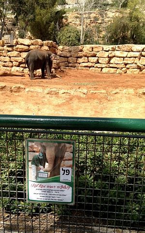 A 'campaign'  poster for the elephant in the Jerusalem Biblical Zoo' s ' Most Popular Animal'  elections, held on March 17, 2015. (photo credit: Times of Israel/Stuart Winer)