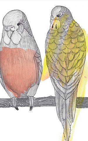Illustration of kookaburra by Talia Lipshut, from 'The New Australian Haggadah' (Courtesy)