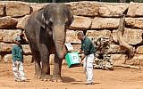An elephant 'votes' in the Jerusalem Biblical Zoo's election to find the King of the Animal Kingdom, March 17, 2015. (photo credit: Shai Ben Ami/Jerusalem Biblical Zoo)