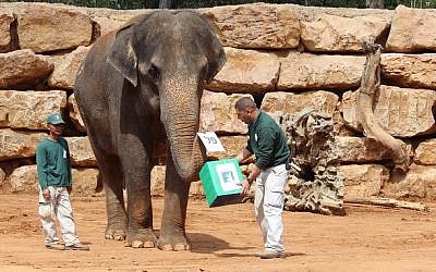 An elephant 'votes' in the Jerusalem Biblical Zoo's election to find the King of the Animal Kingdom, March 17, 2015. (photo credit: Shai Ben Ami/Jerusalem Biblical Zoo)