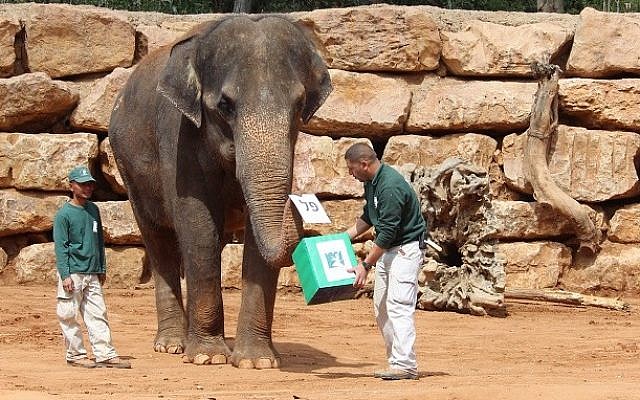 An elephant 'votes' in the Jerusalem Biblical Zoo's election to find the King of the Animal Kingdom, March 17, 2015. (photo credit: Shai Ben Ami/Jerusalem Biblical Zoo) An elephant 'votes' in the Jerusalem Biblical Zoo's election to find the King of the Animal Kingdom, March 17, 2015. (photo credit: Shai Ben Ami/Jerusalem Biblical Zoo)