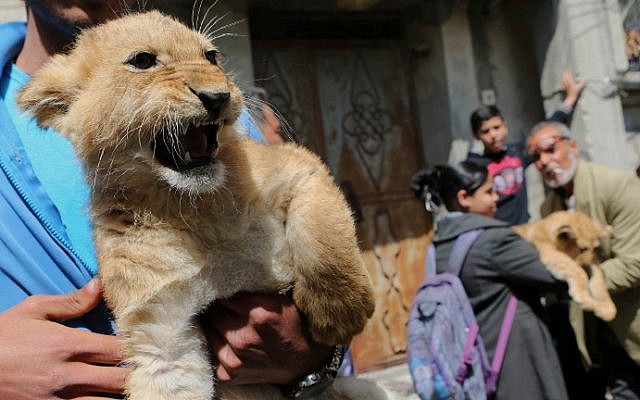 The grandchildren of Palestinian man Saad al-Jamal, pet two lion cubs outside their family house in the Rafah refugee camp in the southern Gaza Strip, on March 19, 2015 (photo credit: AFP/ SAID KHATIB)