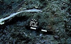 An elephant rib found in Revadim, Israel. (Photo credit: Ran Barkai)
