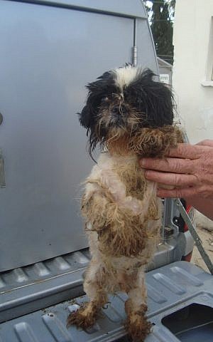 A dog is retrieved, along with 34 others, from a sealed storage room near Hadera (photo credit: Courtesy/Nirit Tzipori-Barki)
