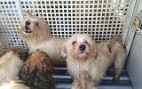 35 battered dogs are retrieved from a Hadera warehouse (photo credit: Courtesy/Nirit Tzipori-Barki)