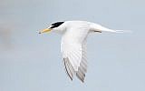 Little Tern (Sternula albifrons), Little Swanport, Tasmania, Australia, (photo credit: Wikipedia / JJ Harrison, CC BY-SA 3.0)