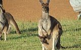 A kangaroo jill and her joey (public domain, Tom Lind via Wikimedia Commons)