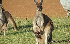 A kangaroo jill and her joey (public domain, Tom Lind via Wikimedia Commons)