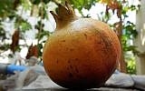 A pomegranate (Photo credit: CC-BY-SA Aravind Sivaraj/Wikimedia Commons)