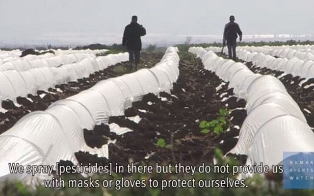 Farms on Israeli settlements in the West Bank are using Palestinian child labor to grow, harvest, and pack agricultural produce, much of it for export, Human Rights Watch said in a report released released April 13, 2015. (Screencapture: YouTube) Farms on Israeli settlements in the West Bank are using Palestinian child labor to grow, harvest, and pack agricultural produce, much of it for export, Human Rights Watch said in a report released released April 13, 2015. (Screencapture: YouTube)