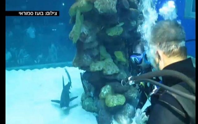 Kulanu party leader Moshe Kahlon spent Wednesday, April 8, 2015 at the Underwater Observatory Marine Park in Eilat diving with sharks and other exotic fish during the Passover holiday. (Screen capture: Channel 2).