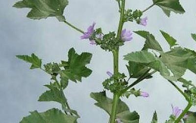 First mentioned in Job 6:6, malva nicaeensis, or bull mallow, grows with the first winter rains in October. (CC) First mentioned in Job 6:6, malva nicaeensis, or bull mallow, grows with the first winter rains in October. (CC)