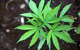Illustrative: Cannabis leaves (Yossi Zamir/ Flash90)