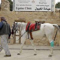 A man visits an equine clinic in the ancient city of Petra in Jordan on March 25, 2015. Four Paws and the Jordanian Princess Alia Foundation (PAF) work for the improvement of the health and working conditions of horses and donkeys in Petra, providing veterinary treatment and training for the owners.(Photo credit: AFP/ KHALIL MAZRAAWI) A man visits an equine clinic in the ancient city of Petra in Jordan on March 25, 2015. Four Paws and the Jordanian Princess Alia Foundation (PAF) work for the improvement of the health and working conditions of horses and donkeys in Petra, providing veterinary treatment and training for the owners.(Photo credit: AFP/ KHALIL MAZRAAWI)
