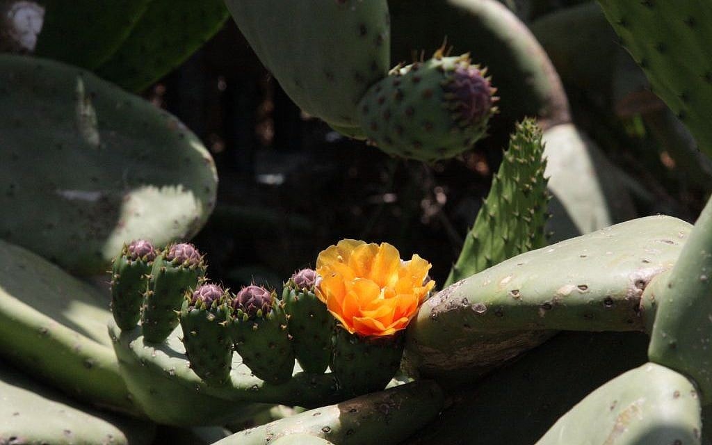 Sabra flowers at Moshav Shavei Zion (photo credit: Shmuel Bar-Am)