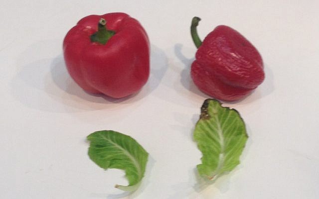 On the left, a pepper and lettuce leaf treated with the new solution after a week without refrigeration; on the right, untreated produce (Photo credit; Courtesy) On the left, a pepper and lettuce leaf treated with the new solution after a week without refrigeration; on the right, untreated produce (Photo credit; Courtesy)