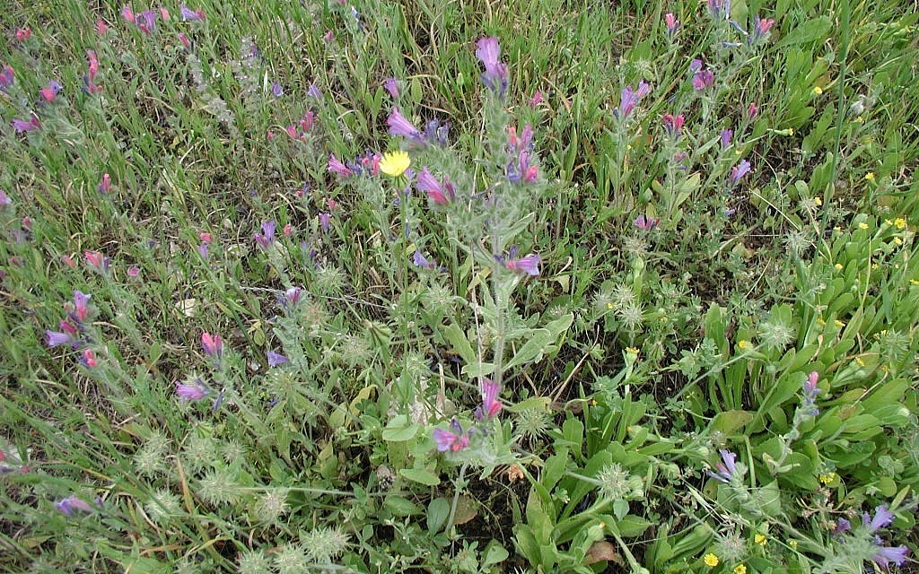 Viper's Bugloss in bloom (photo credit: Shmuel Bar-Am)
