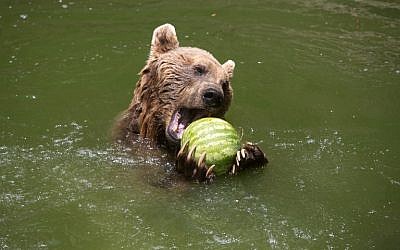 A brown bear eats a watermelon inside a pool at the Jerusalem Biblical Zoo, on May 27, 2015, as temperatures in Israel topped 100 degrees Fahrenheit. (Menahem Kahana/AFP)