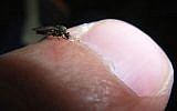 An illustrative photo of a sand fly biting a human finger. (photo credit: Wikimedia Commons/Emilio Floris)