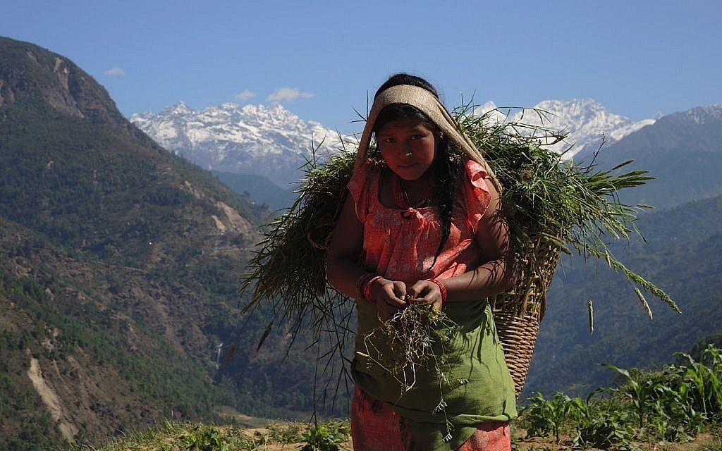 Villagers are subsistence farmers, and most barely make a living. The Nepali earthquake killed a large amount of livestock, destroying livelihoods as well as lives. Here, a young girl brings feed for her family’s remaining goats with the Himalayan range of Lakpa Dorje, on the border with Tibet, behind her. May 2015. (photo credit: Melanie Lidman / Times of Israel)