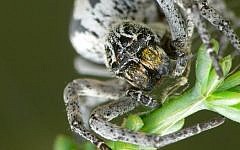 An illustrative of the Stegodyphus lineatus, a spider found in Israel's Negev Desert. (photo credit: Wikimedia Commons/JoaquinPortela)