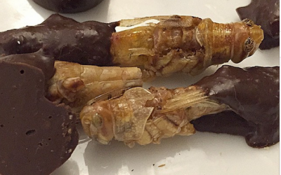 Chocolate-covered locusts from the dinner. (YeahThat’sKosher/Instagram via JTA)