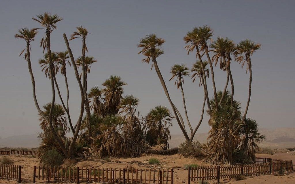 Doum Palms (photo credit: Shmuel Bar-Am) Doum Palms (photo credit: Shmuel Bar-Am)