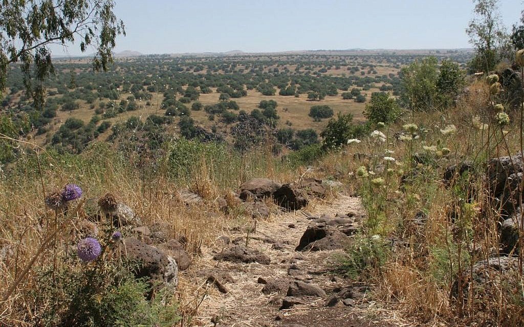 Globe thistles on the Hexagon path (Shmuel Bar-Am)