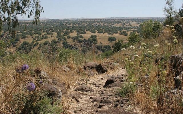Globe thistles on the Hexagon path (Shmuel Bar-Am)