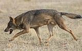 An illustrative photo of a gray wolf (Carlos Delgado/Wikimedia Commons)