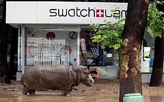 A hippopotamus walks along a flooded street in the Georgian capital of Tbilisi on June 14, 2015. (Beso Gulashvili/AFP)