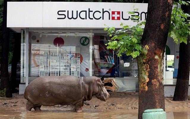 A hippopotamus walks along a flooded street in the Georgian capital of Tbilisi on June 14, 2015. (Beso Gulashvili/AFP) A hippopotamus walks along a flooded street in the Georgian capital of Tbilisi on June 14, 2015. (Beso Gulashvili/AFP)
