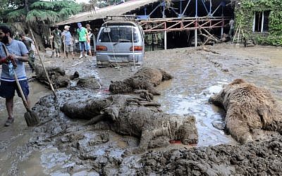 A municipal worker stands near dead animals at a flooded zoo in the Georgian capital Tbilisi on June 15, 2015. (Vano Shalmov/AFP)