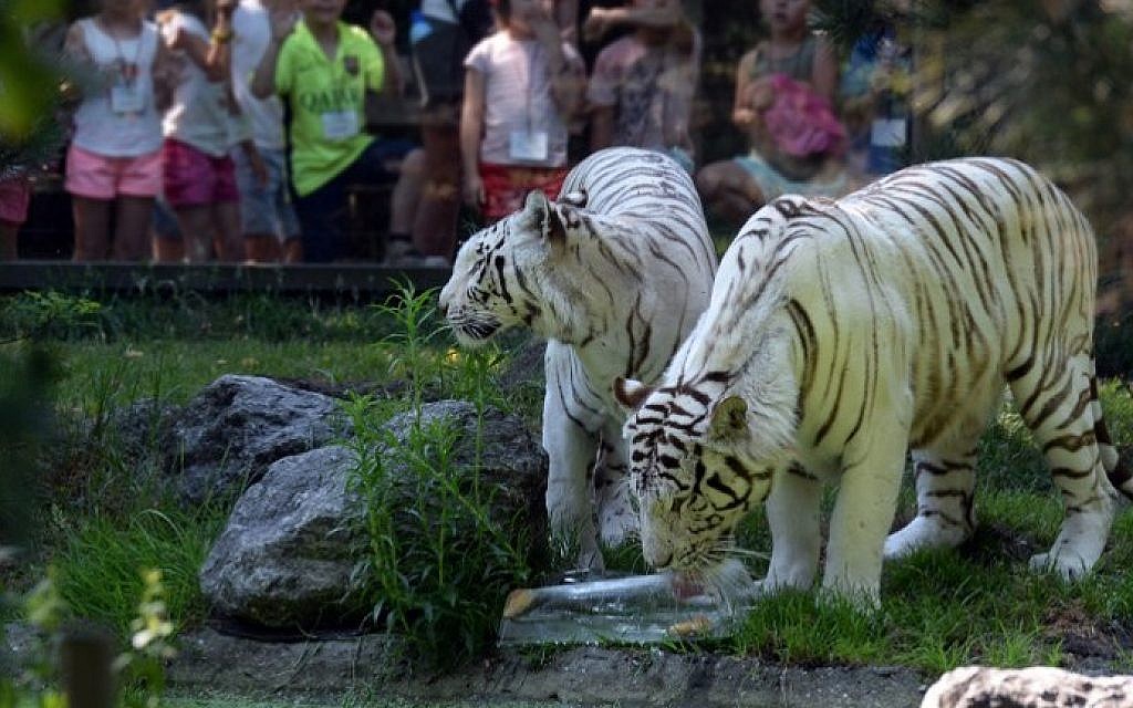 White tigers drink from a water pond at the Bordeaux-Pessac zoo, southwestern France, on June 30, 2015, as a heatwave grips western Europe, with temperatures exceeding 40 degrees Celsius (104 degrees Fahrenheit) already in Spain and the heat moving north to France. (Jean Pierre Muller/AFP)