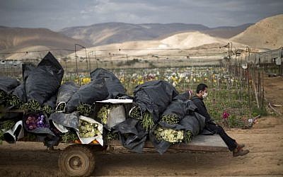 Illustrative; In this photo from January 9, 2014, a Thai worker sits in a back of a truck loaded with flowers in the fields of the West Bank Jordan Valley Jewish settlement of Petsael. (AP/Oded Balilty)